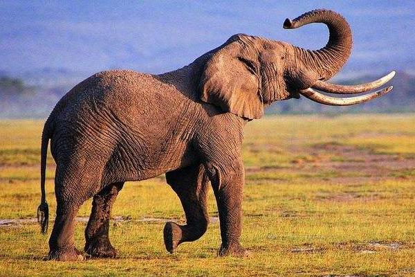 大象的种类有哪些