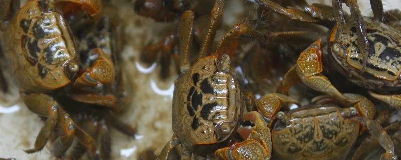 螃蟹怎么养在家里，没水能活多久