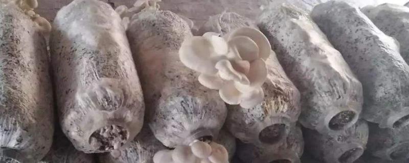玉米芯平菇种植最简单方法，怎样配料合适