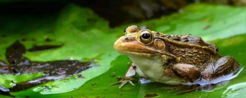 泰蛙养殖关键技术，与牛蛙有什么区别