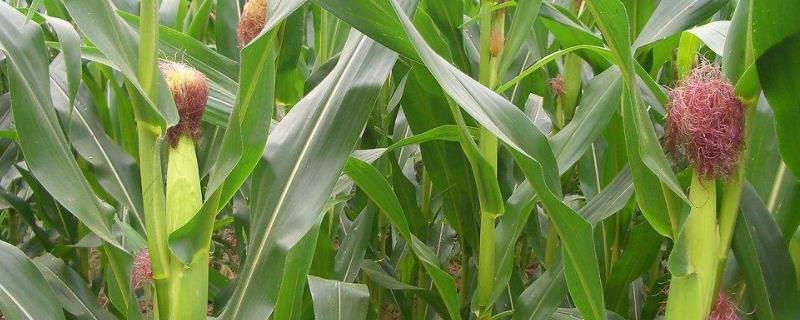 玉米死杆子是什么原因造成的，玉米呕吐毒素标准是多少