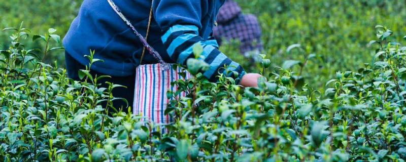 茶叶专用肥料，附茶叶的种植技术