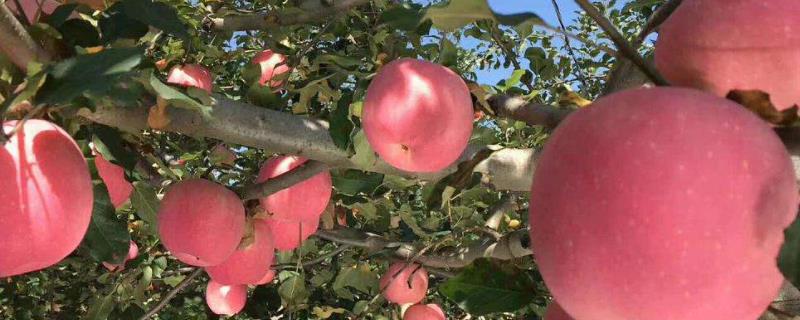 苹果适宜的生长环境，种植在哪个温度带好