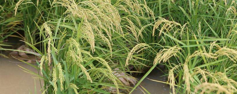 水稻的生育周期，水稻堆内温度多少合适