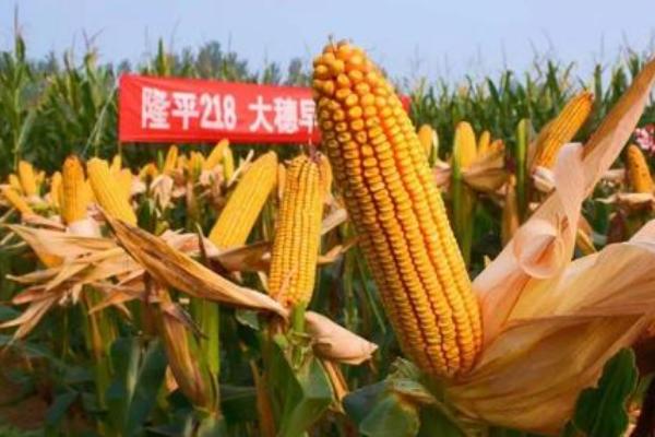 高产玉米种