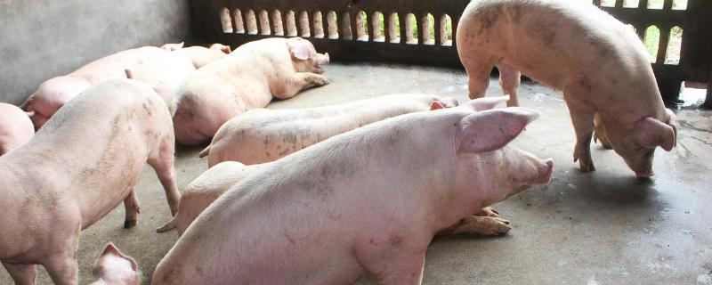 小型养猪场猪粪处理，如何发酵成有机肥