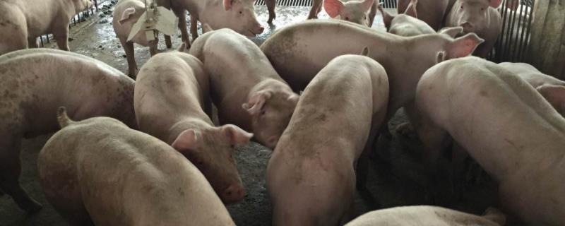 猪发抖原因有几种，如何治疗