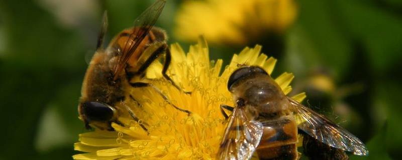 蜜蜂育王口诀，蜜蜂喂白糖几天喂一次
