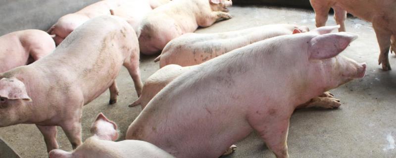 饲料猪肉对人体有危害吗?和粮食猪肉哪个营养好