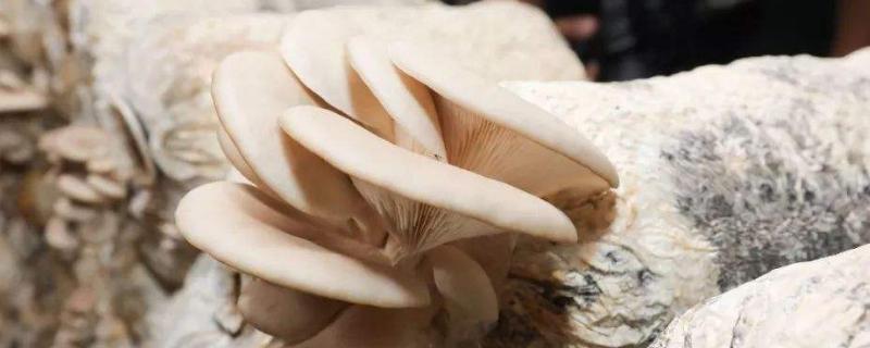蘑菇的种植技术与管理，菌包买回来怎么处理