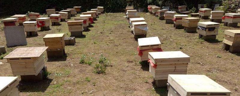 自己养一箱蜜蜂怎么养，多久出一批工蜂