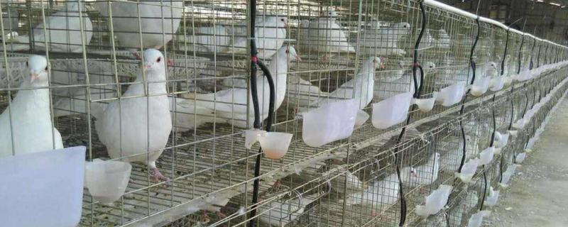 元宝鸽子的养殖方法，冬季鸽粮食最佳配比