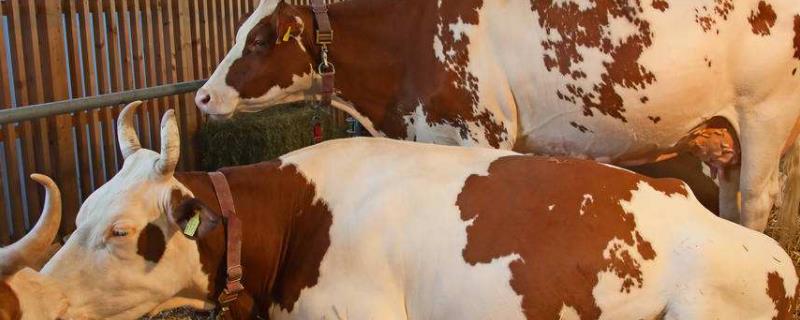 牛的繁殖期是多长时间，繁殖母牛弓腰怎么回事