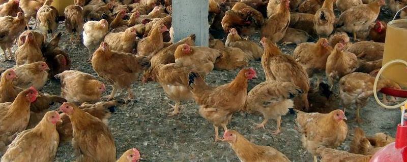 饲料鸡真的没营养吗，和土鸡有什么区别