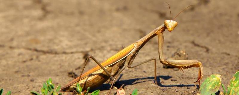 人工饲养螳螂能活多久，是益虫还是害虫