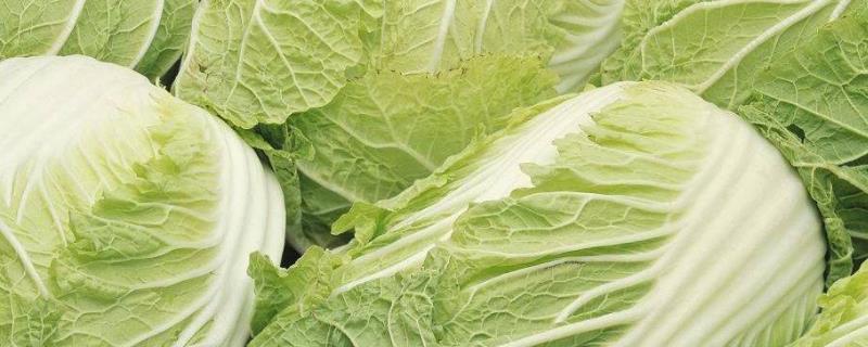 大白菜最低能抗气温多少度，0°C还能不能生长