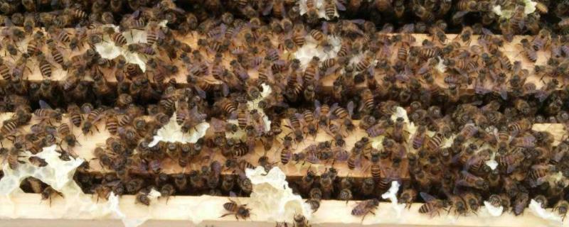 养蜂技术指导，格子养蜂的尺寸是多少合适