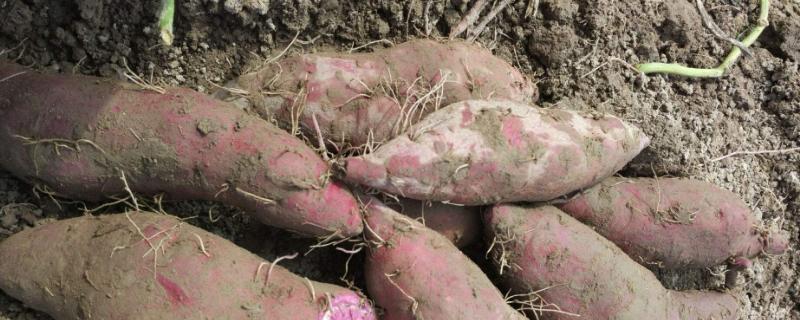 一亩紫薯的利润有多少，适合种植在什么土壤中