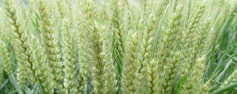 福高1号小麦种品种介绍，福高2号小麦种品种介绍