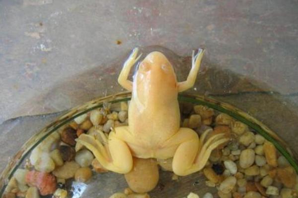 青蛙有几种种类