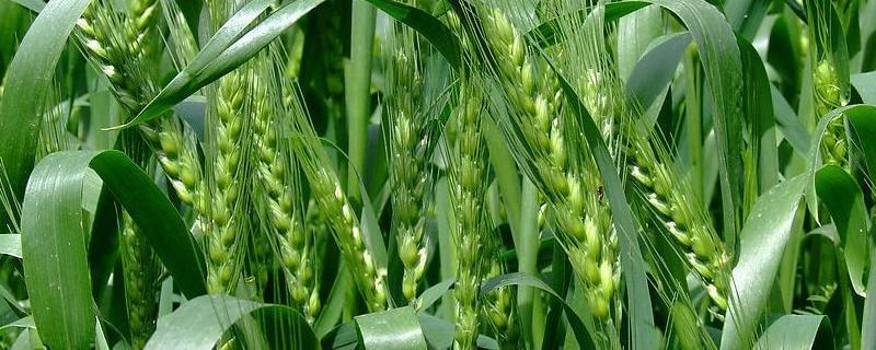 小麦最低多少度不发芽了，种植温度多少合适