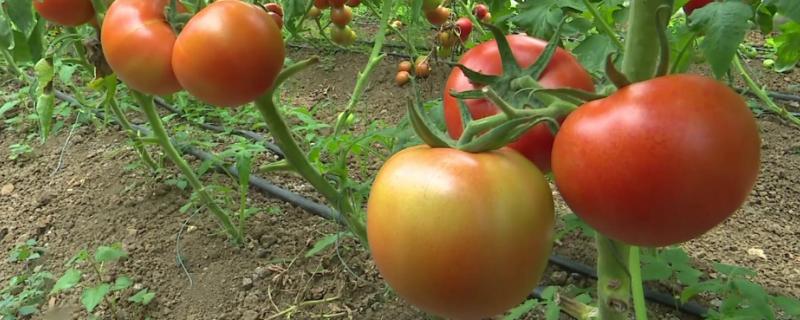 番茄病害图谱和防治，种植到成熟需要多长时间