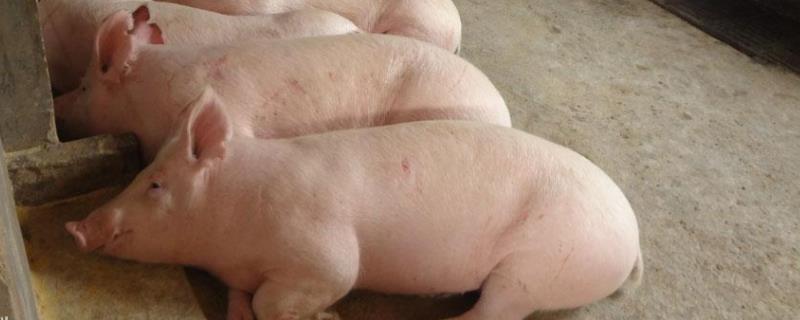 猪精保存温度与存活时间，保存7天的猪精可以用吗