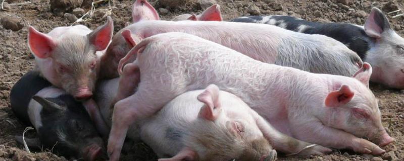 猪吃粪便是什么原因，如何治疗