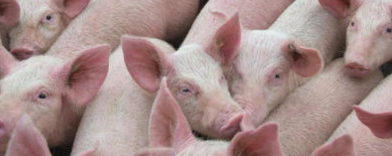 猪打喷嚏流鼻涕用什么药可以治疗，是什么原因导致的