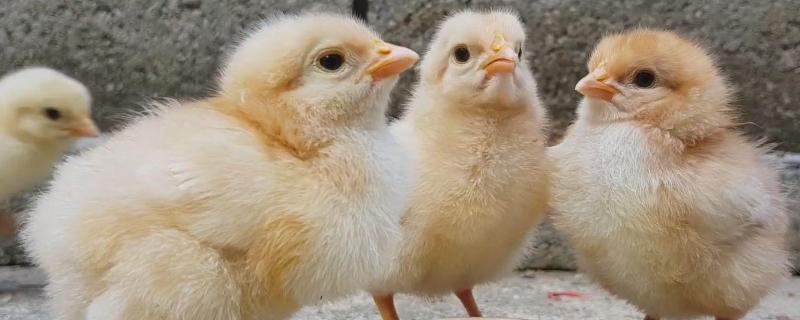 鸡孵化多少天，温度多少度合适