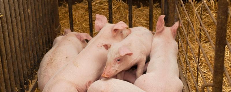 猪脱肛是什么原因造成的，怎么处理，猪漏肠不做手术的办法