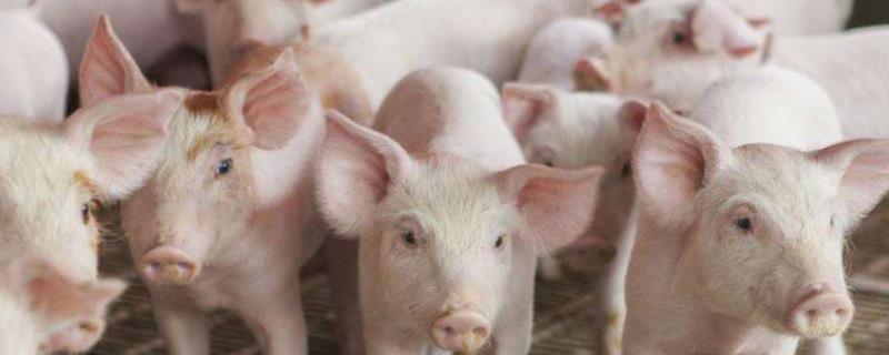 养猪常用必备八种药，自制养猪不生病秘方