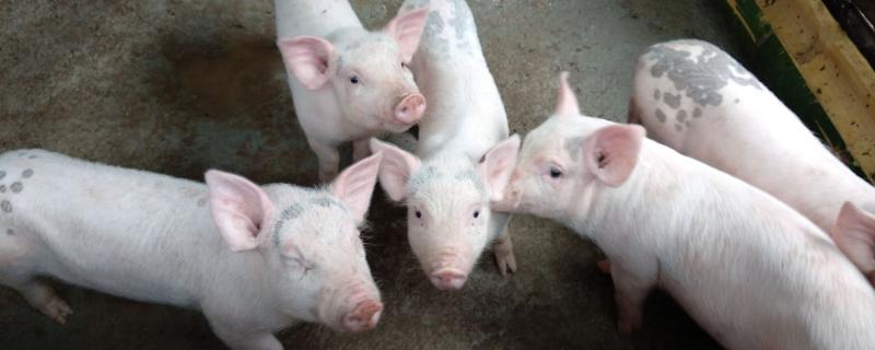 3个月小猪一般多少斤，可以活多少年
