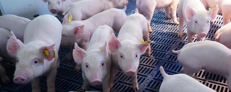 养猪周期，猪的生活习性