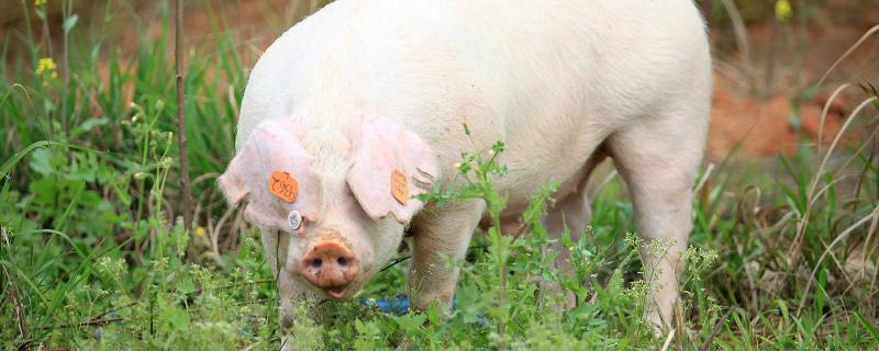 纯粮食猪和饲料猪区别，附养猪的注意事项