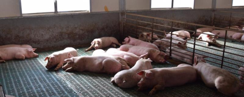 猪舍冬季湿度太大怎么解决，非洲猪瘟猪舍怎么消毒