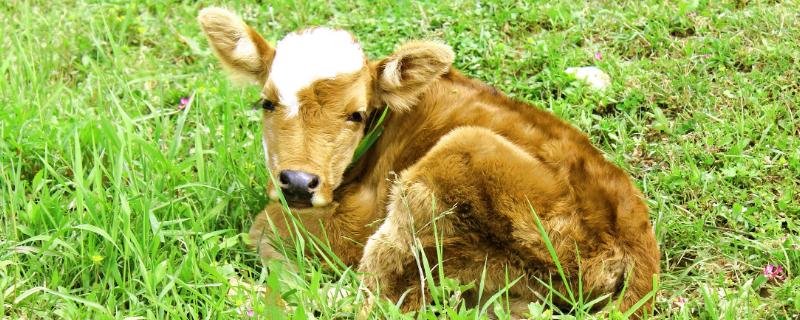 新生牛犊最佳吃奶时间，刚出生的小牛犊喘怎么治疗