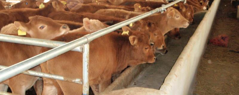 牛喝牛尿是什么原因，怀孕母牛可以喂瘤胃宝吗