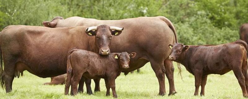 最正确的牛驱虫方法，母牛喝牛尿是缺什么
