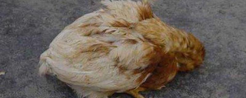 鸡发鸡瘟后多久会死亡，会出现哪些症状