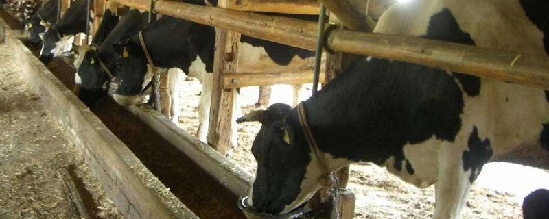 牛多少天下崽，母牛不孕的原因及解决措施