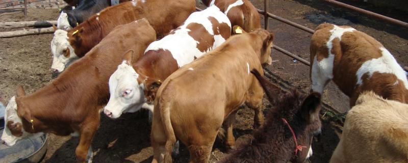 牛没有上牙怎么咀嚼，牛的胃的结构和功能
