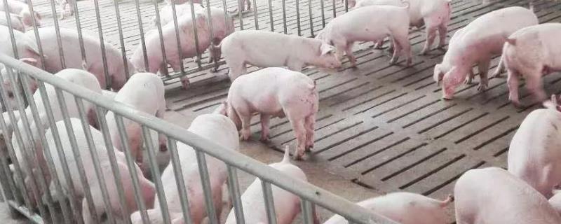 2020年养一头猪的成本是多少，一百头猪一年利润多少