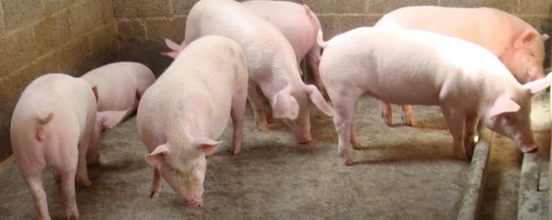 猪体脂率，猪低温急救法
