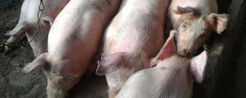 100多斤猪呕吐是什么原因，400斤猪的猪笼的尺寸