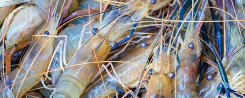 罗氏虾养殖条件和方法