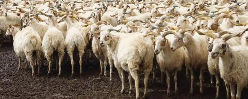 养羊技术 圈养羊技术，养羊的利润与成本