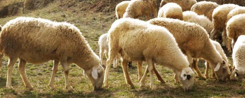 羊吃羊毛是什么原因，怎么治疗
