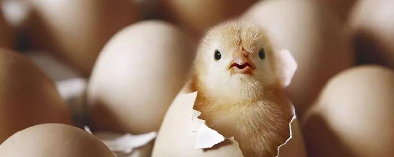 孵化小鸡技术指导，一直37度能孵出小鸡吗