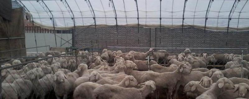 北方养羊暖棚建造方法，养羊和养猪隔墙养可以吗